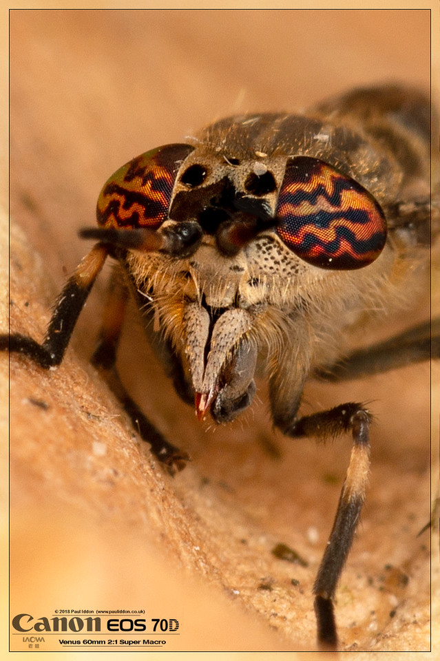HFly3-X2.jpg