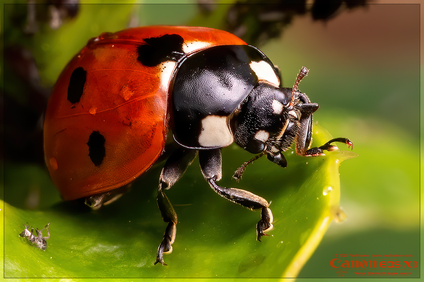 LBandAphids_crop.jpg