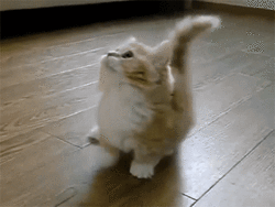 tumblr_mjiysc819L1s1f4sxo1_250.gif