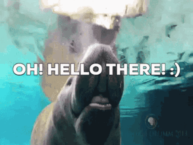 oh-hello.gif