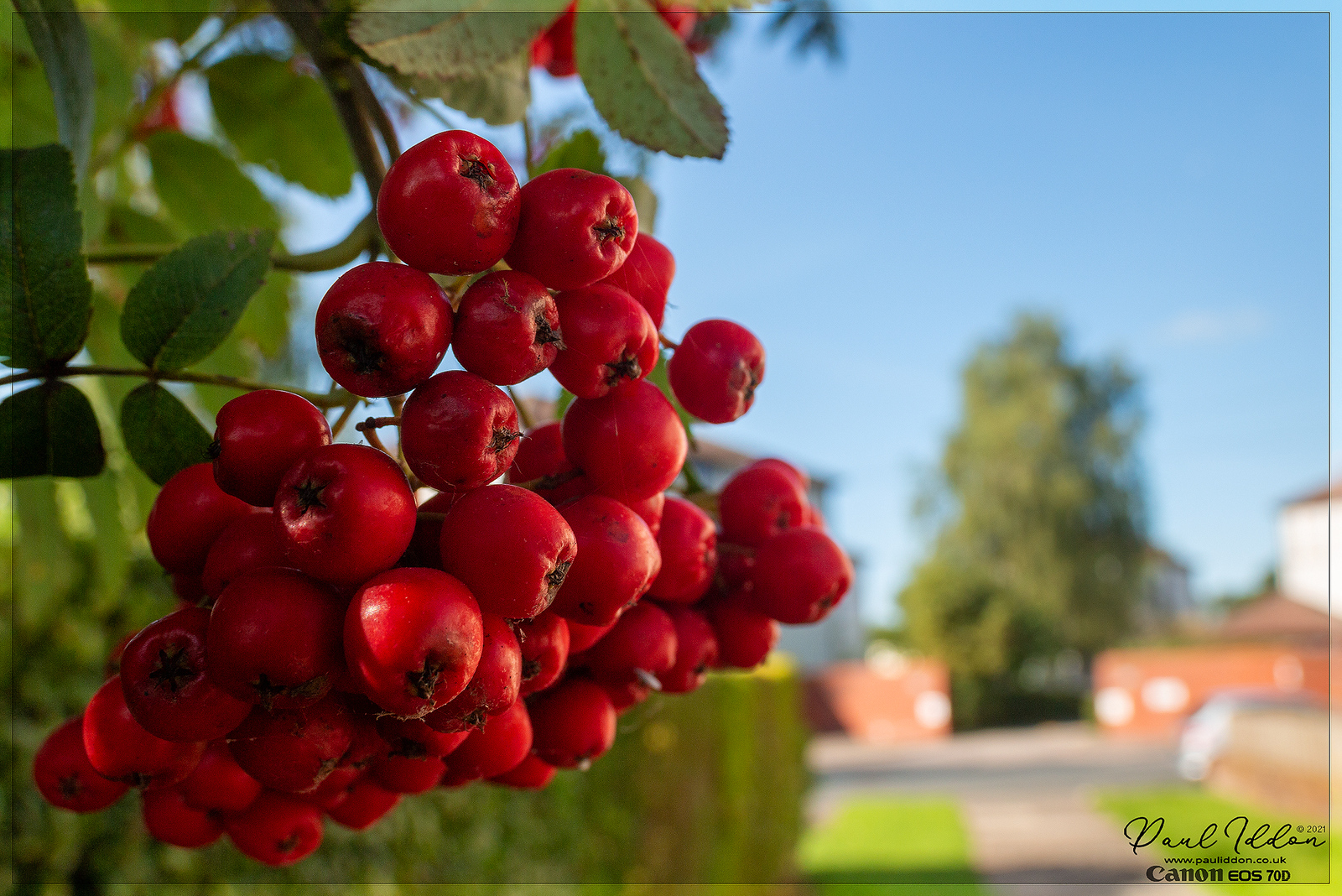 15berries_4k_1800-X3.jpg