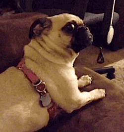 tumblr_o39i53aVqE1s0mmb0o1_250.gif