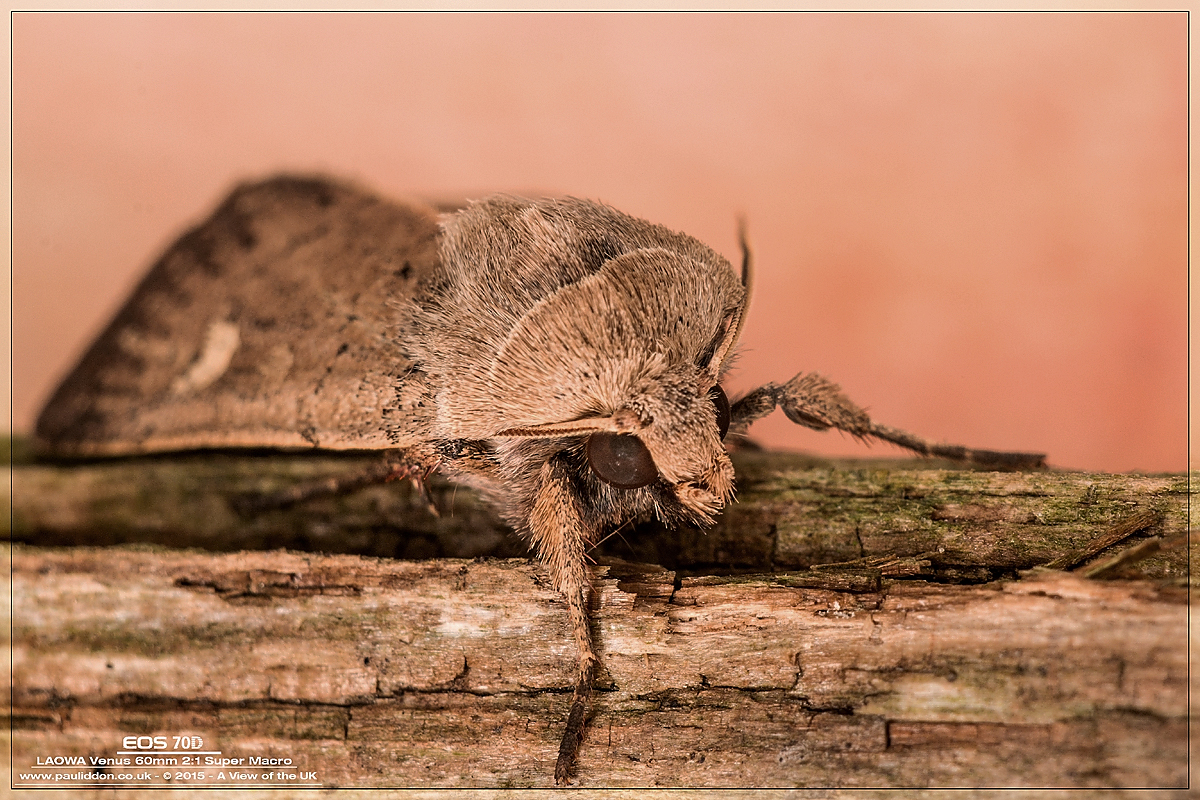 1200moth4.jpg