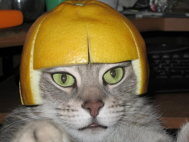 lemon_helmet_cat.jpg