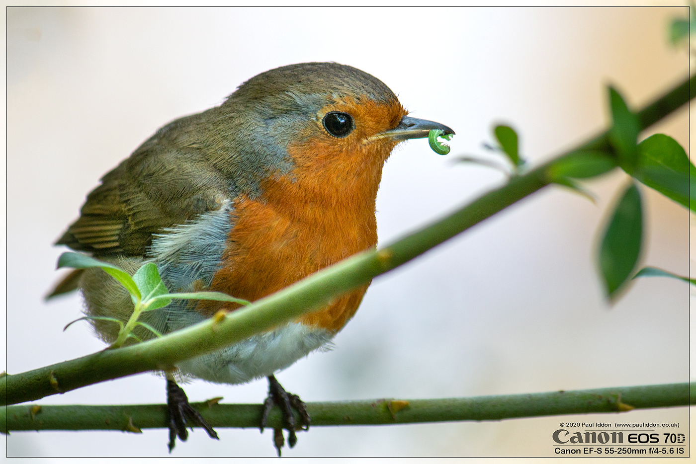 robin03.jpg