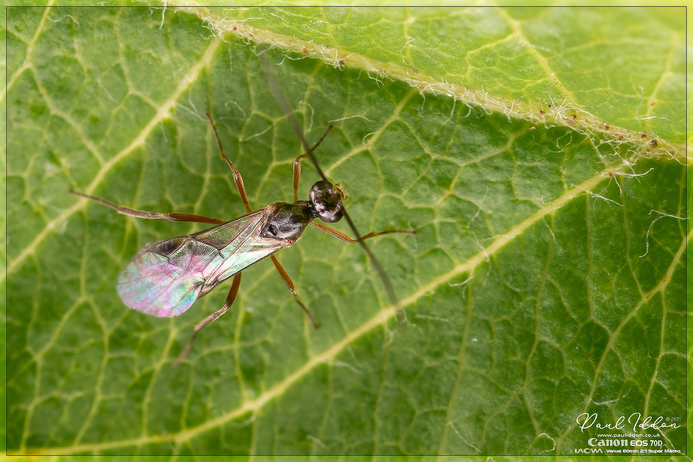 ichwasp01_1400.jpg