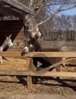 Don.gif