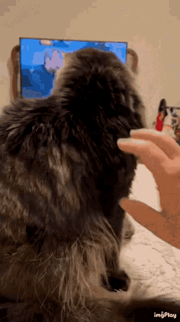 cat-ping.gif