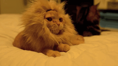 funny-gif-cat-costume-mane-lion1.gif