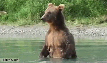 bear_catches_salmon.gif