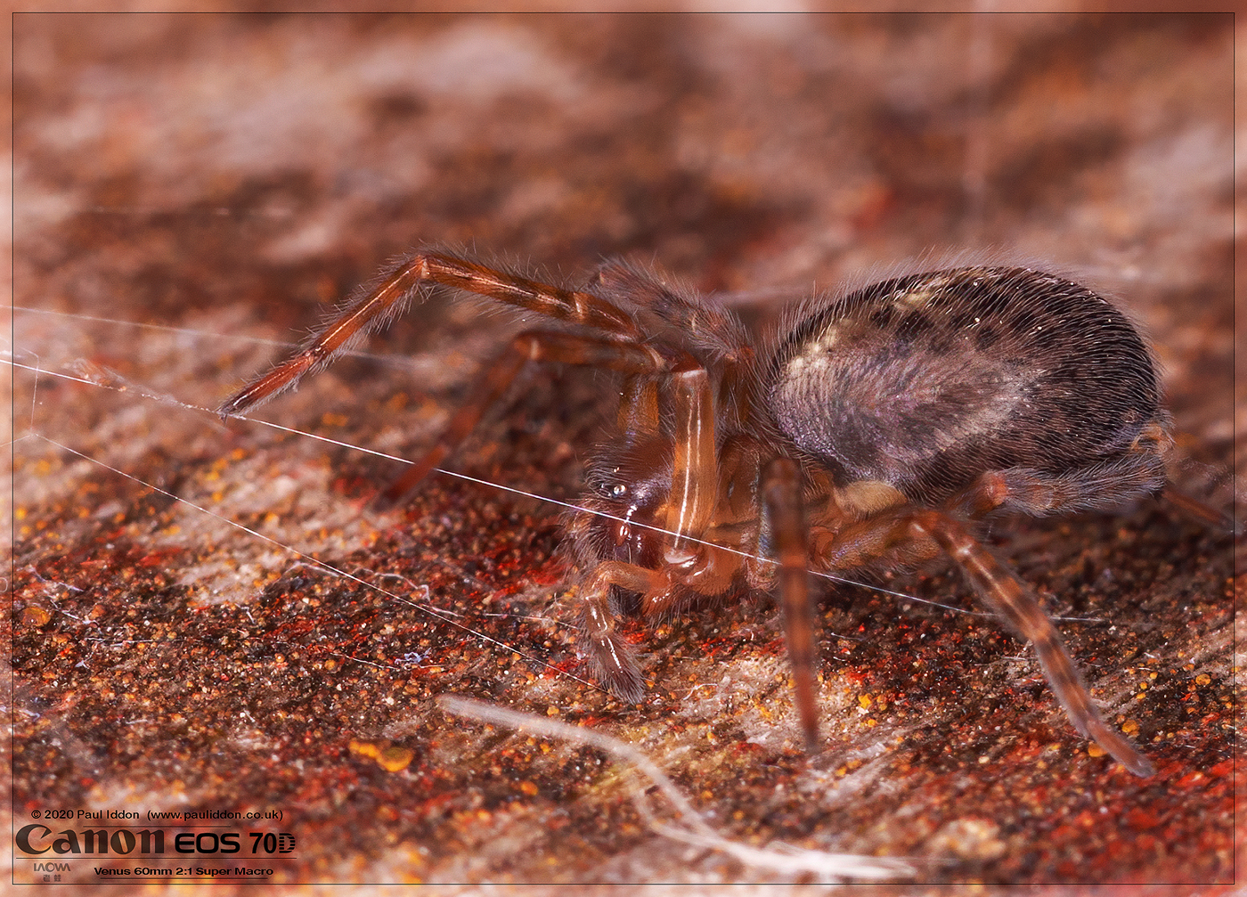 spid002.jpg