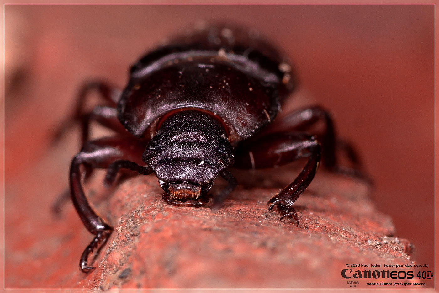 beetle_d.jpg