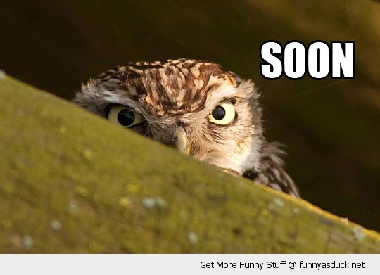 funny-soon-angry-owl-pics.jpg