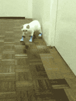 200_s.gif