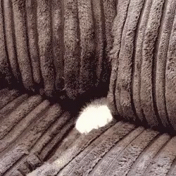 cat-iz-safe.gif
