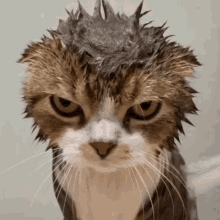pet-lover.gif