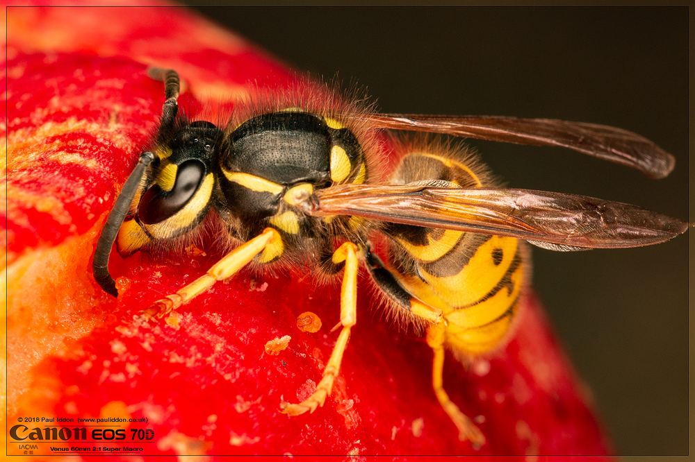 Wasp2.jpg
