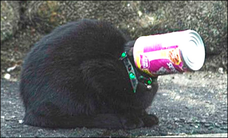 _47309747_cat-head-stuck-in-can.jpg