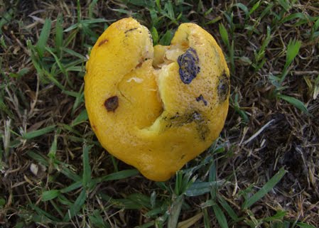Lemon.jpg