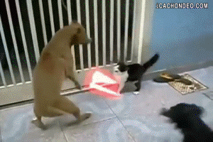 tumblr_ml74r0laxM1s917bwo1_400.gif