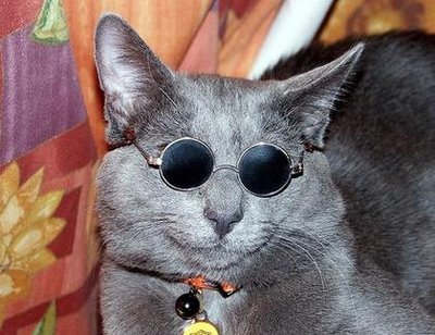cats-with-sunglasses.jpg