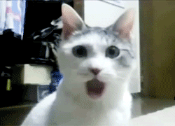 amazed-kitty.gif