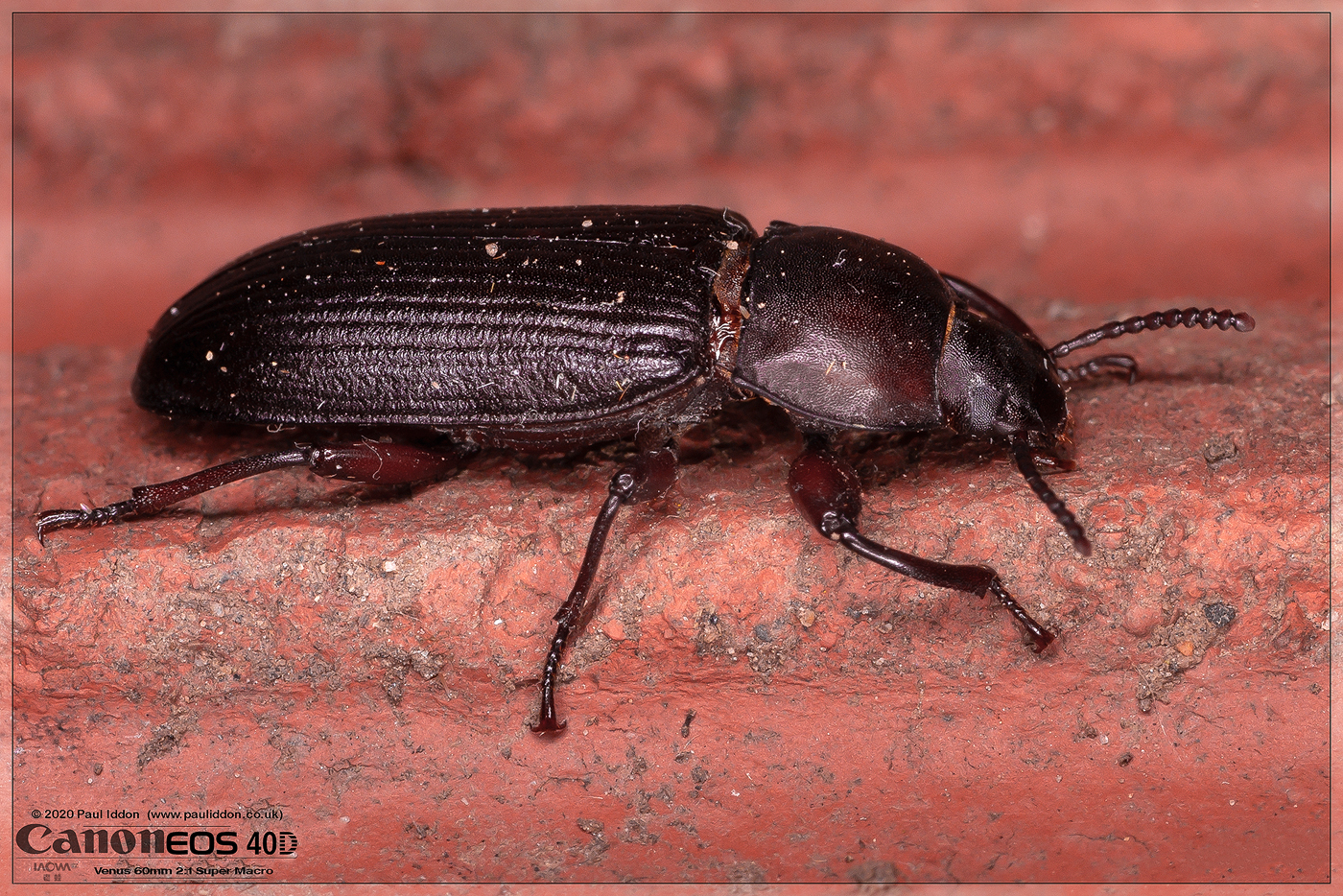 beetle_a.jpg