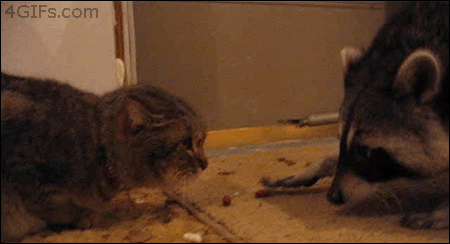 tumblr_mgsj7lEOdd1s3r70co1_500.gif