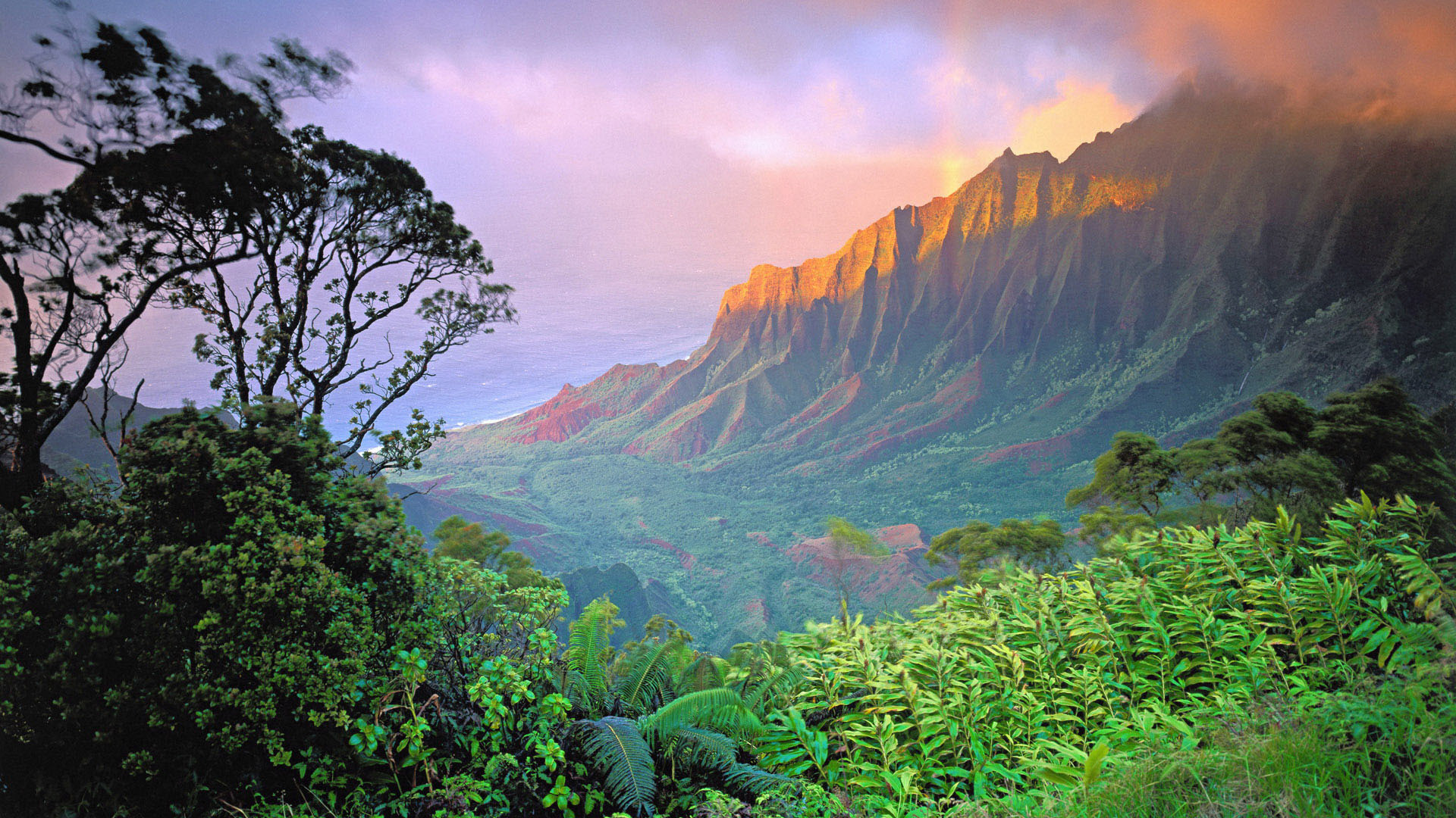 Jungle-Desktop-Background.jpg