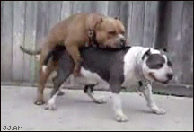 DogSexPuke.gif