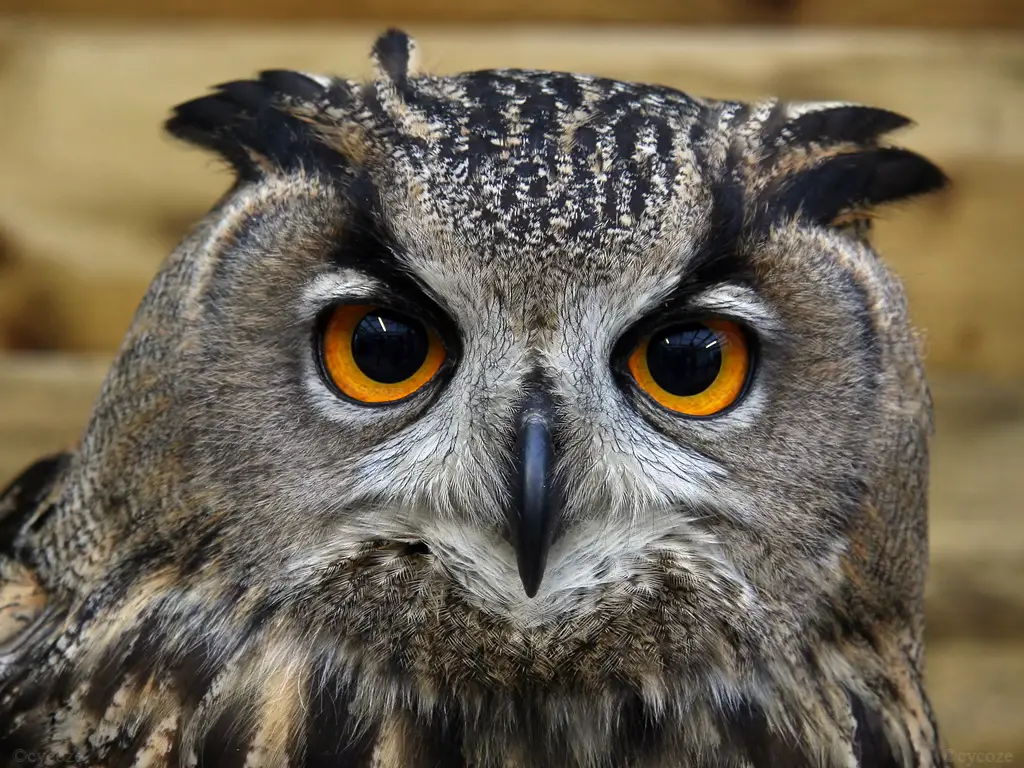 eurasian-eagle-owl11.jpg