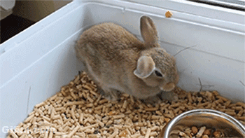 tumblr_n9lcuqRIyT1rd9ttuo1_400.gif