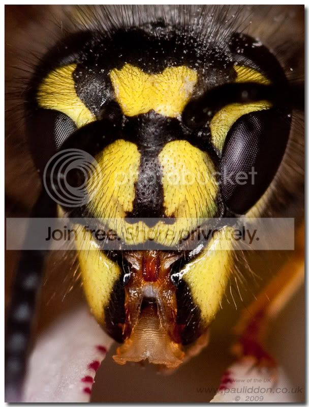 800whitewasp3.jpg