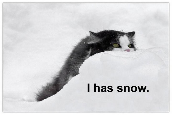 101211-i-has-snow.jpg