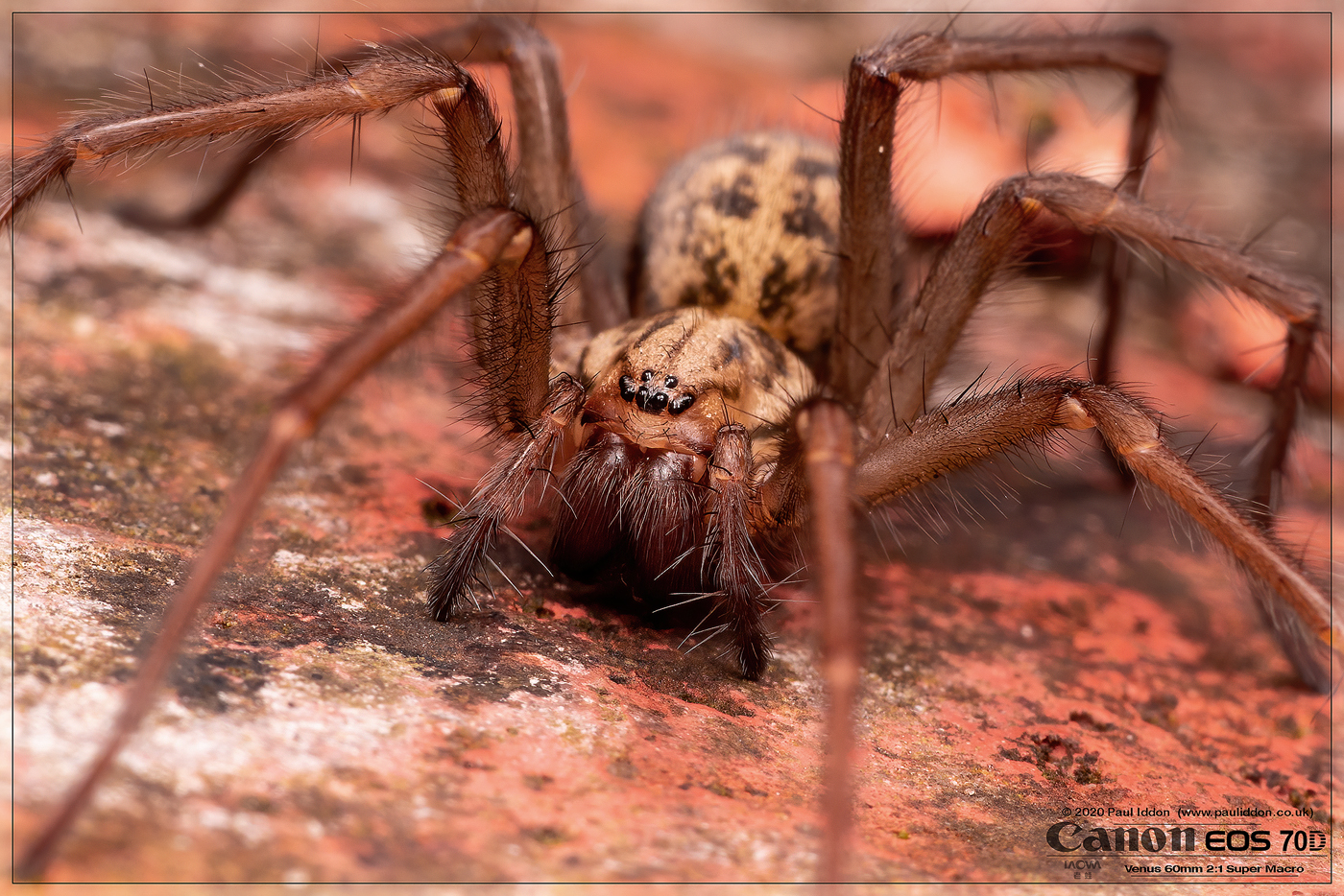 1shespider4.jpg