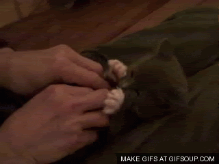 surprised-kitty.gif