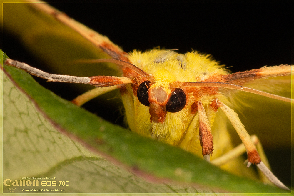 yellow_yellow_close.jpg