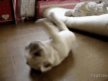 dog-cute.gif