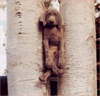 119676,xcitefun-naughty-animals-in-danger-9.jpg