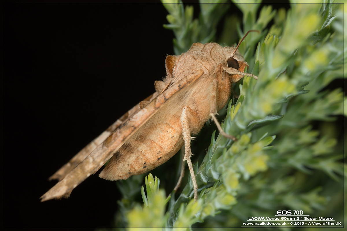 1200mothside.jpg