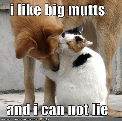 Sweet-and-Funny-dogs-dogs-28231251-405-400.jpg