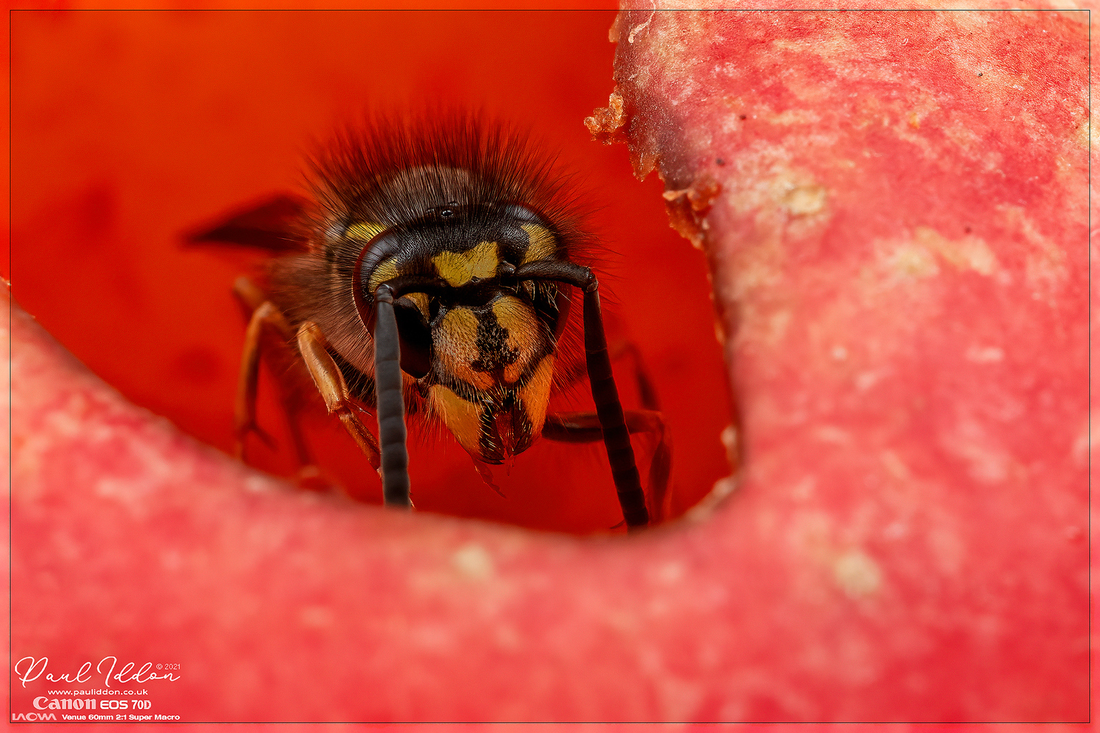 augwasp03_4k_1800-X3.jpg