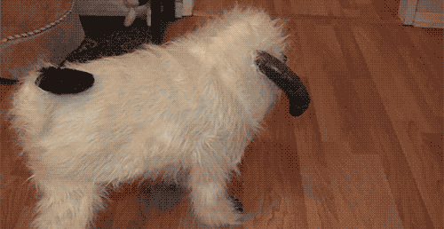 69c84dc6805b9414f1760dcb5c5fd5d3.gif