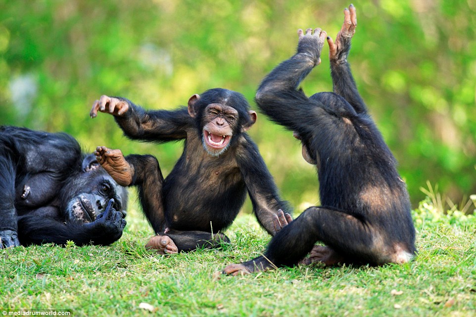 34EFB17E00000578-3626373-These_adorable_pictures_show_the_moment_a_pair_of_chimps_appeare-a-1_1465212040278.jpg