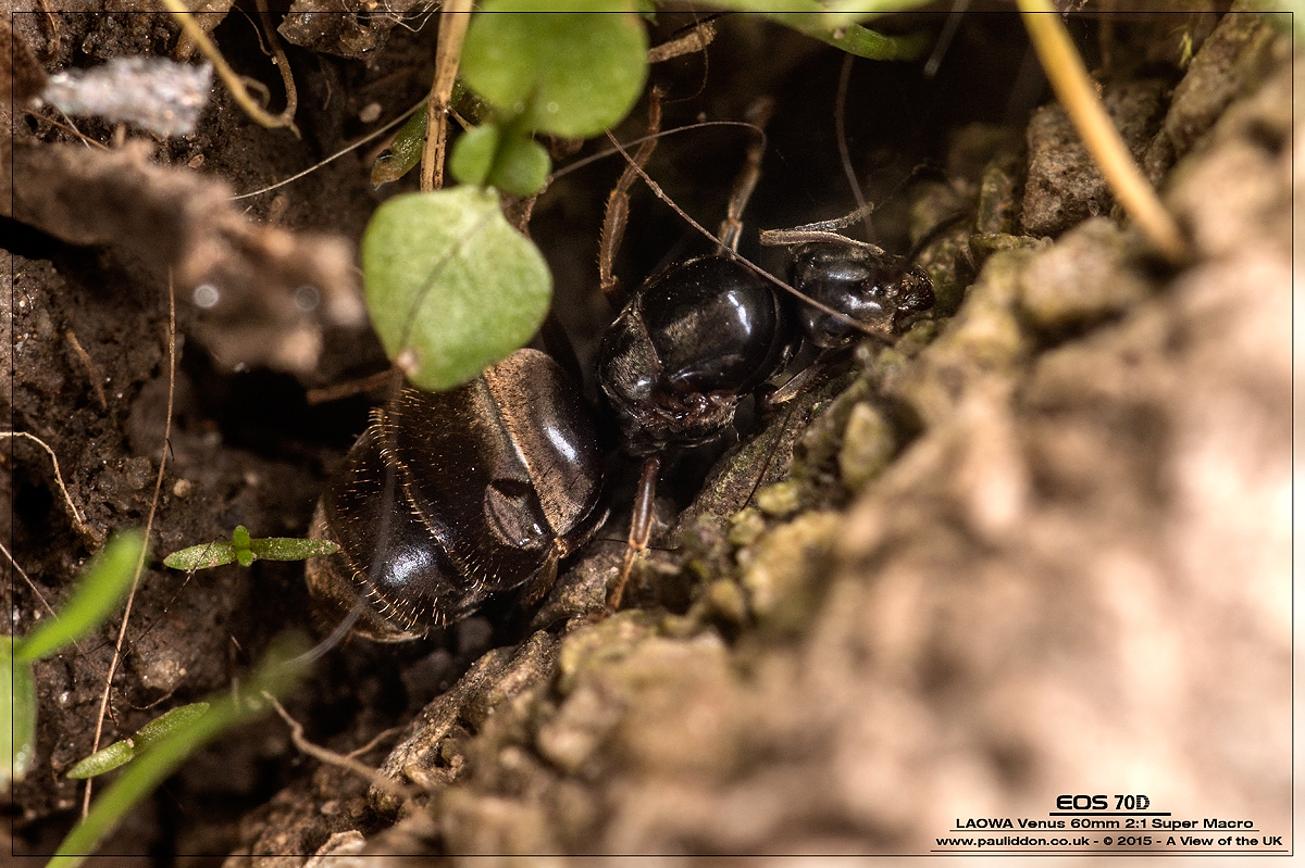 1200ant1.jpg