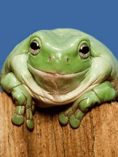 giphy.gif