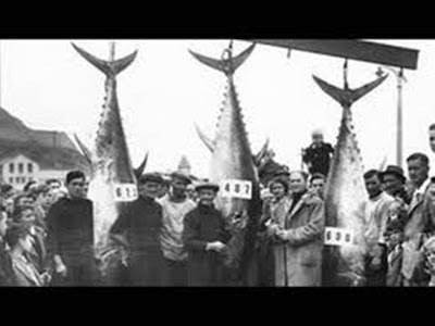 tuna.jpg