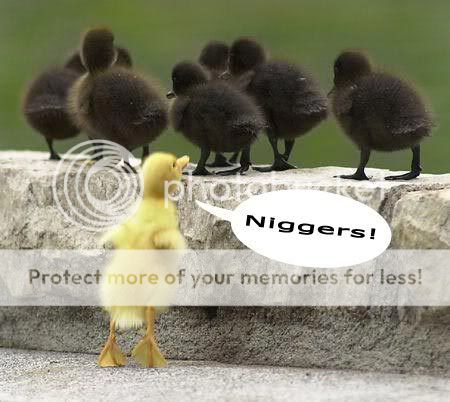Duck.jpg