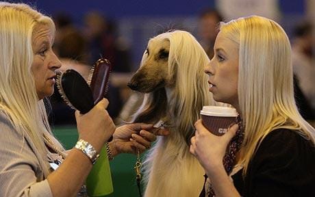 dog_1686630c.jpg