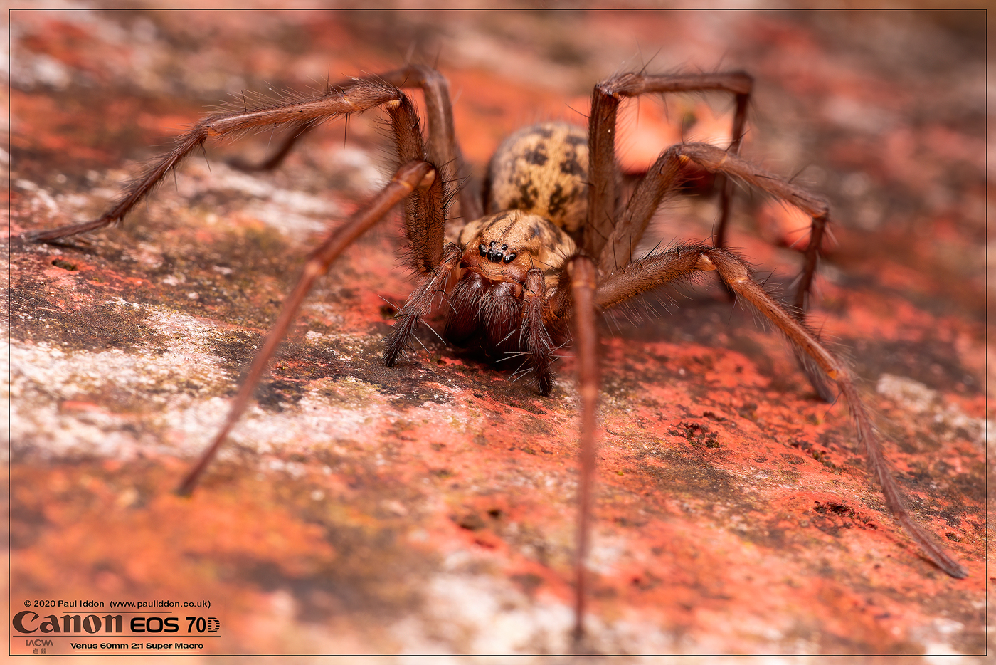 1shespider2.jpg